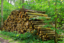 Adding value to french forestry