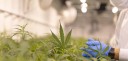 Cannabis : sortir du statu quo, vers une légalisation encadrée